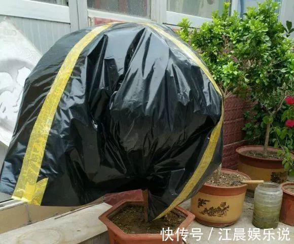 植株|养盆三角梅,简单一打理,花朵比叶子还密,一学就会!
