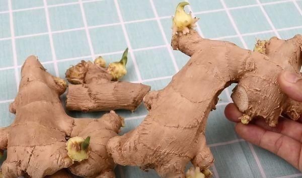 买生姜时，2种生姜不要买，白送都不能要，快告诉家里人