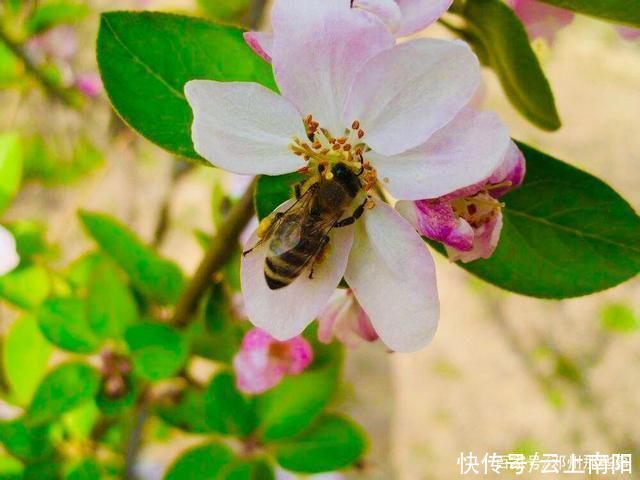 阳春三月，带你看花