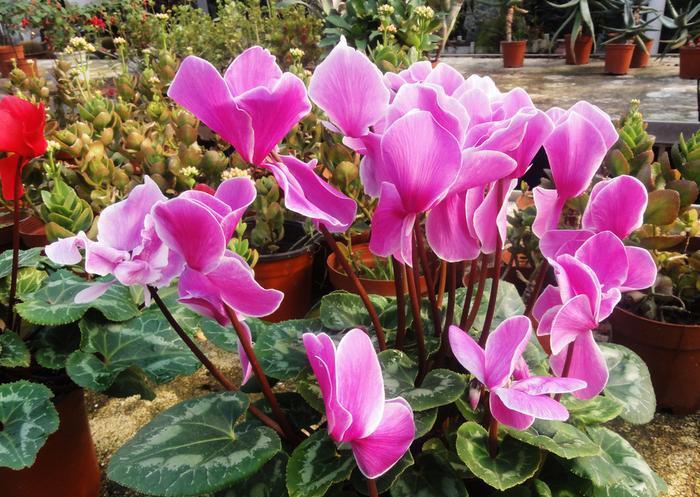 七种漂亮花，天生“不怕冷”，好养寓意好，喜欢别错过