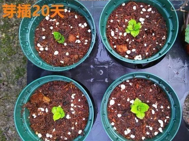 春天|春天养花,掰个“新芽”塞盆里,15天生根长叶,养好还开花
