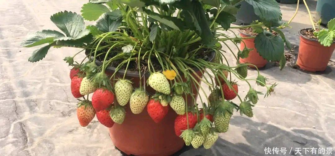 草莓|阳台如何种草莓,记住3点就好了,果多又甜,能结好几茬
