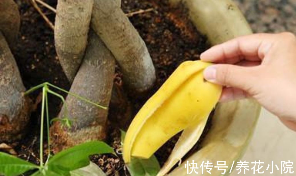 春天养花,做好4件事,花盆里不生小虫子