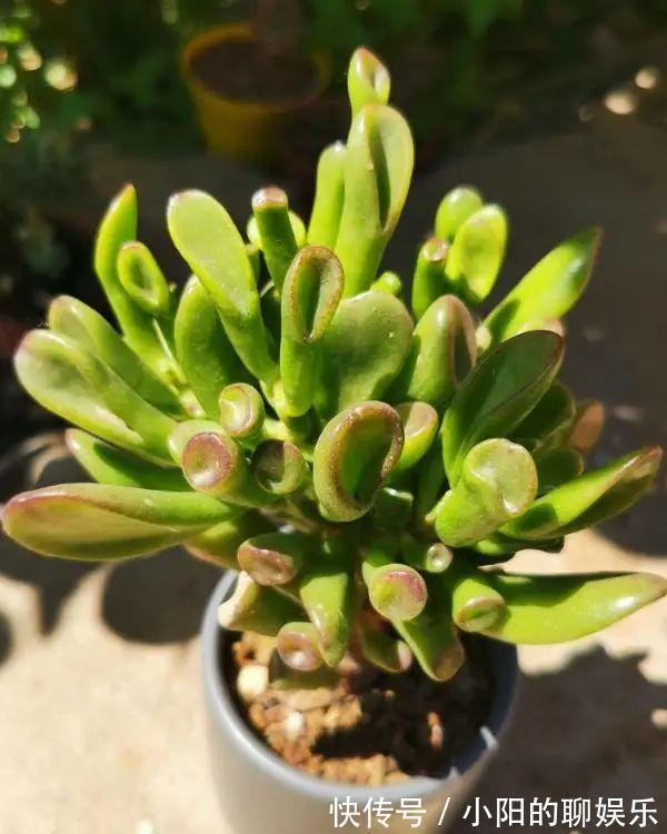 玉树能吸财，叶子长成存钱筒，太阳一晒红彤彤