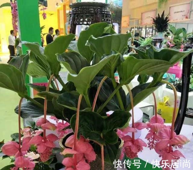 3种花很昂贵,也很“娇贵”,买回家“难伺候”,但太想要了!