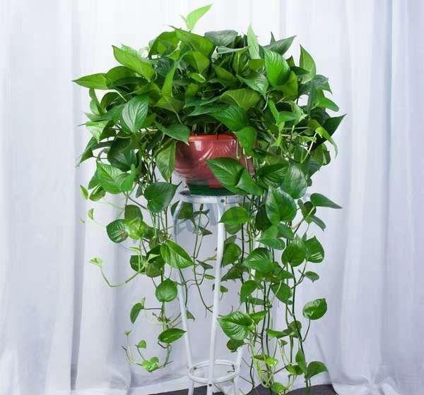 四种皮实花，观赏价值高，还寓意吉祥，能净化空气，值得拥有