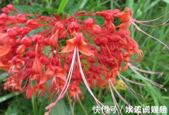 喜欢花不妨养“它”最有“风情”的花,诗人将这花称“状元红”