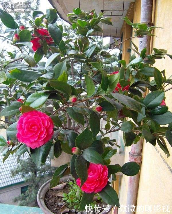 新手养花,我家的茶花满头的花蕾就是不开花怎么办,一步全搞定