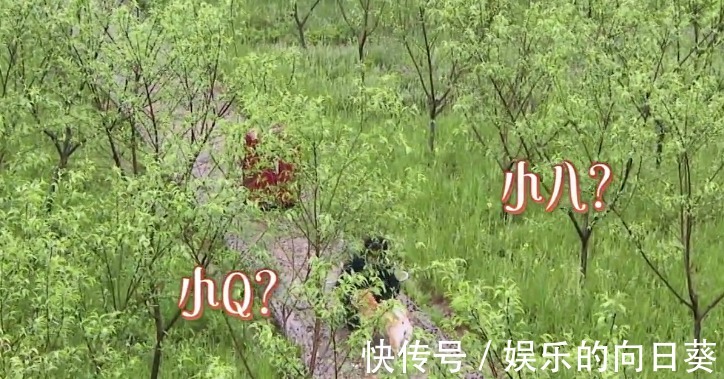 聊天|杨紫透露爱看《向往》，却喊错小H名字，跟黄磊彭彭聊天还露馅了！