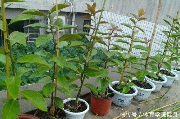 3种“便宜花”这样养一养，一年变“老桩”，开花千朵还“镇宅”！