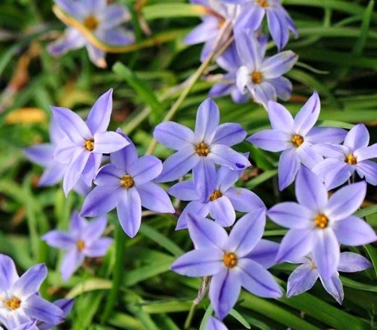 阳台上养2种小花,株型小巧花量很大,颜色漂亮又好养