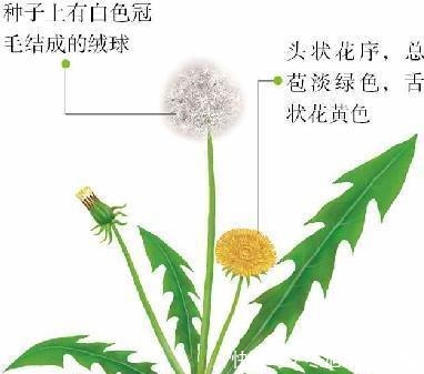蒲公英炒鸡蛋,很多人都做错了,多加2步,鸡蛋滑嫩,蒲公英不苦!
