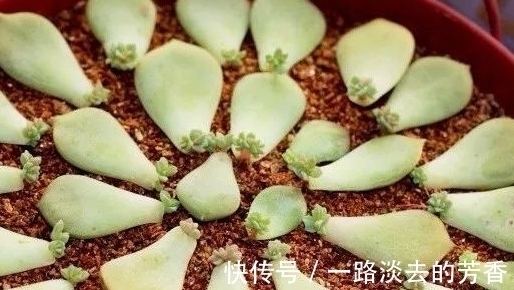 适宜|多肉叶插不生根,教你叶插五要素,10天就能长出小胡须