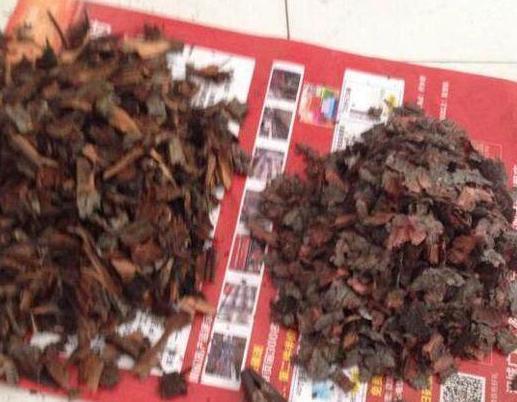 君子兰|君子兰迟迟“不开花”,埋上几块“它”,根壮叶多,开满花,喜庆