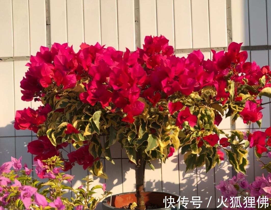 家中光照弱,3种花不要养,因为养了也不开花,它们喜欢强光照