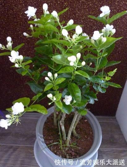 枝叶|盆栽茉莉花如此施肥,长得枝叶非常茂密,花开一茬又一茬!