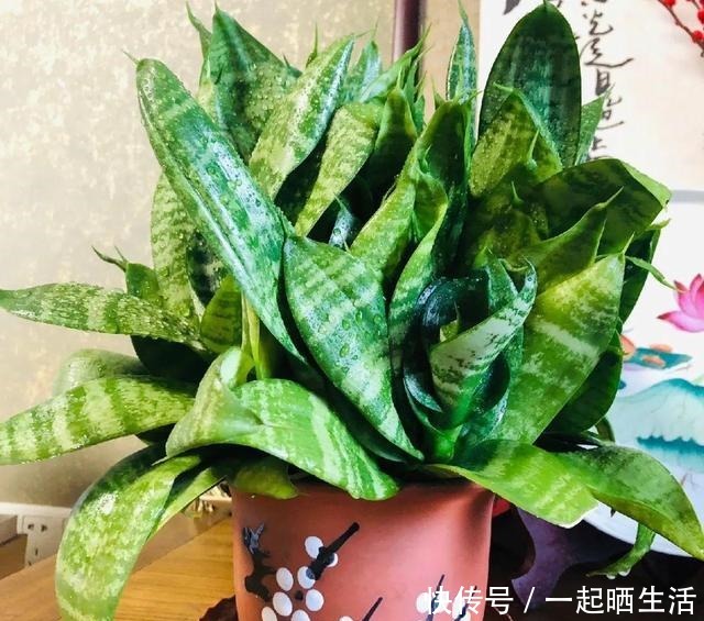 花上长了这个,再不换盆,就要憋死了!花上长了这个,再不换盆,就要憋死了!