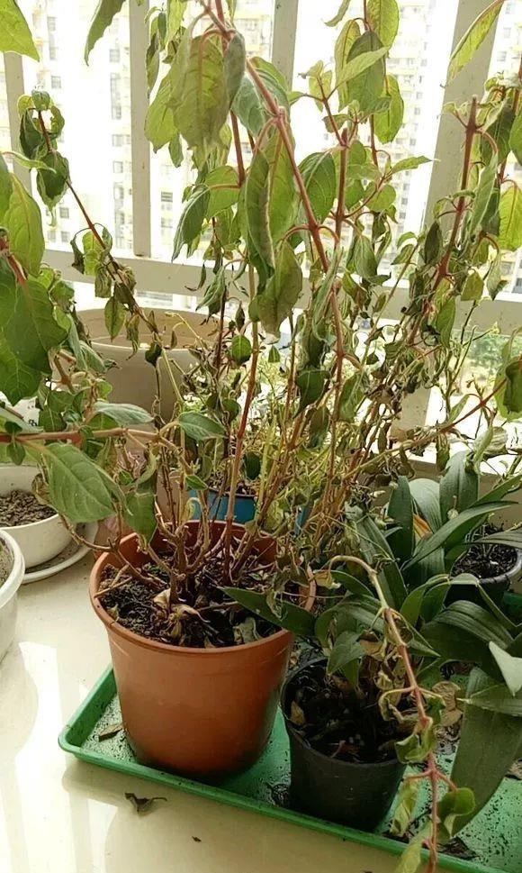 玛格丽特|8种漂亮花,夏天“少浇水”,浇一盆烂一盆,后悔也晚了