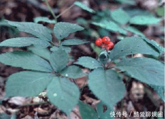 乐坏了|中国人参比黄金贵,西方人乐坏了:我们那漫山遍野都是!