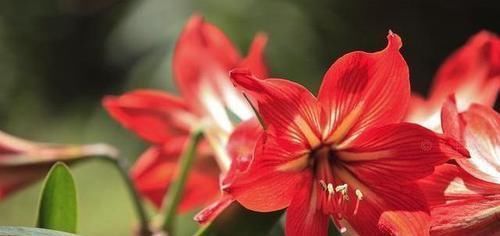 羊粪|养花盆土板结了?别急,加点“松土剂”,不用换盆,照样疏松肥沃