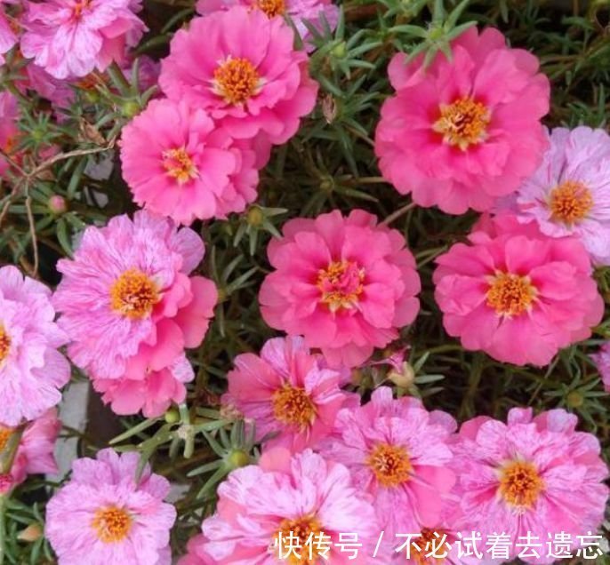 家里阳台养此款花，花开爆盆美如花，枝头窜满花苞，美