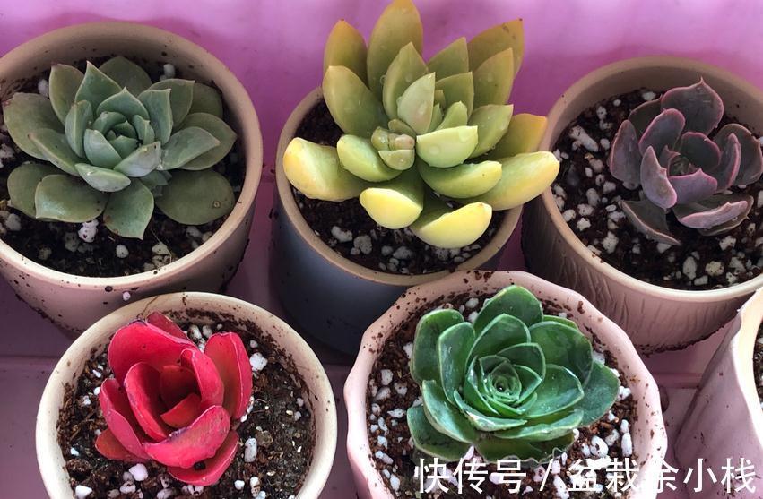 浇水|秋季给多肉浇水，掌握住这4个小技巧，爆盆肥叶很简单