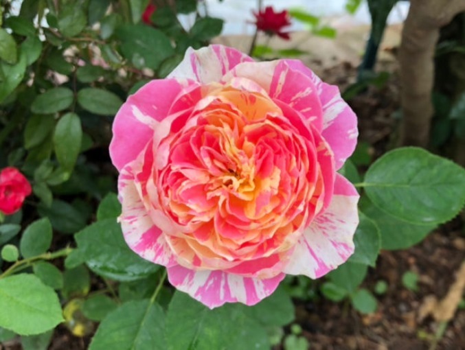 条纹|傻傻分不清的月季，能认出品种算你狠！