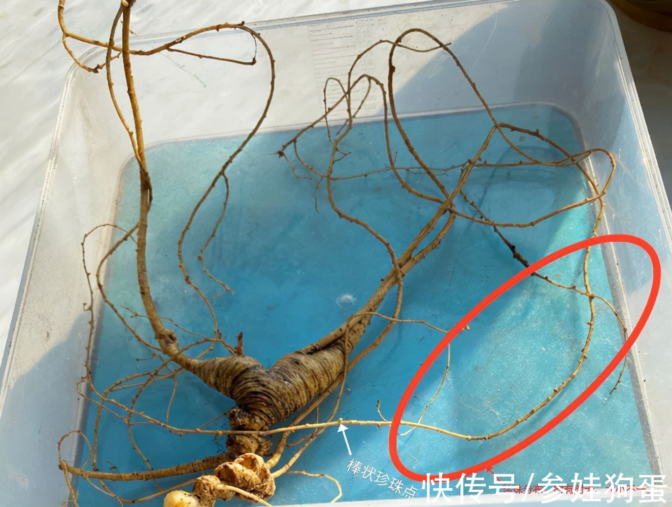 野生人参纯度鉴别