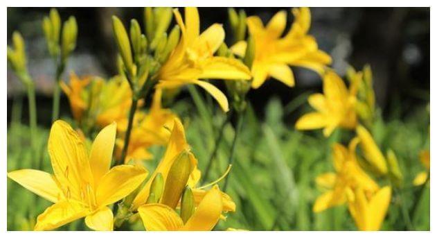 长寿|会吃的人最长寿,常吃3种食物,补充营养,排毒抗衰,营养又瘦身