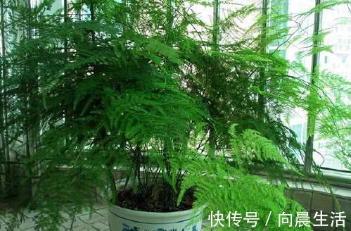 秋天|秋天养文竹,做好4件事,不黄叶不干尖,翠绿旺盛美翻了