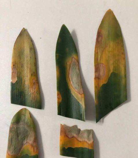 秋凉|天气渐热,做好三点,君子兰稳度夏,顺利长叶开花