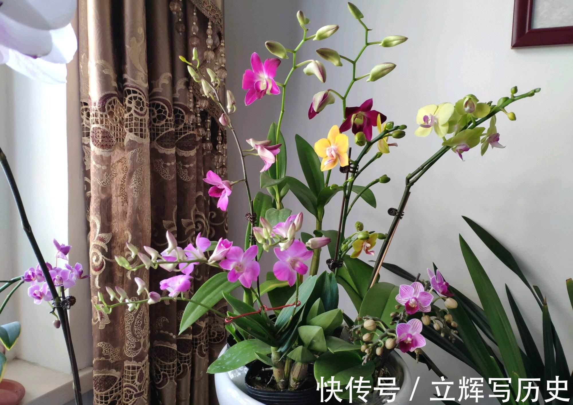 16种花被誉为冬日里的“开花机器”,喜欢就可以养起来,又美又香