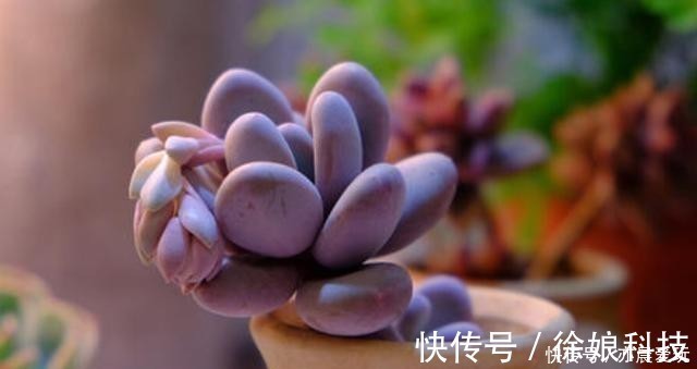 厚叶草属|4种多肉是“美人”,虽然是普货,但是好养活,老桩出状态更美!