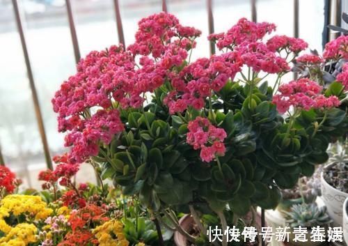 养“长寿花”3年变老桩，窜成“巨无霸”，开成大花球，美！