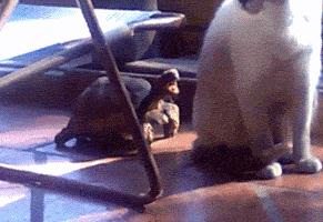 |搞笑GIF： 姐姐 你能矜持点吗