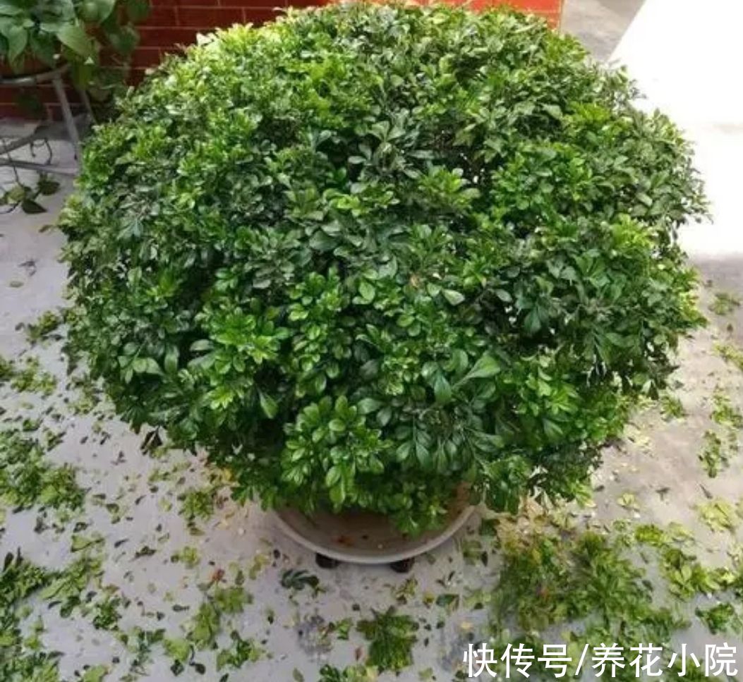 四种花,春天别忘“修剪”,新枝长得壮,孕蕾开花多