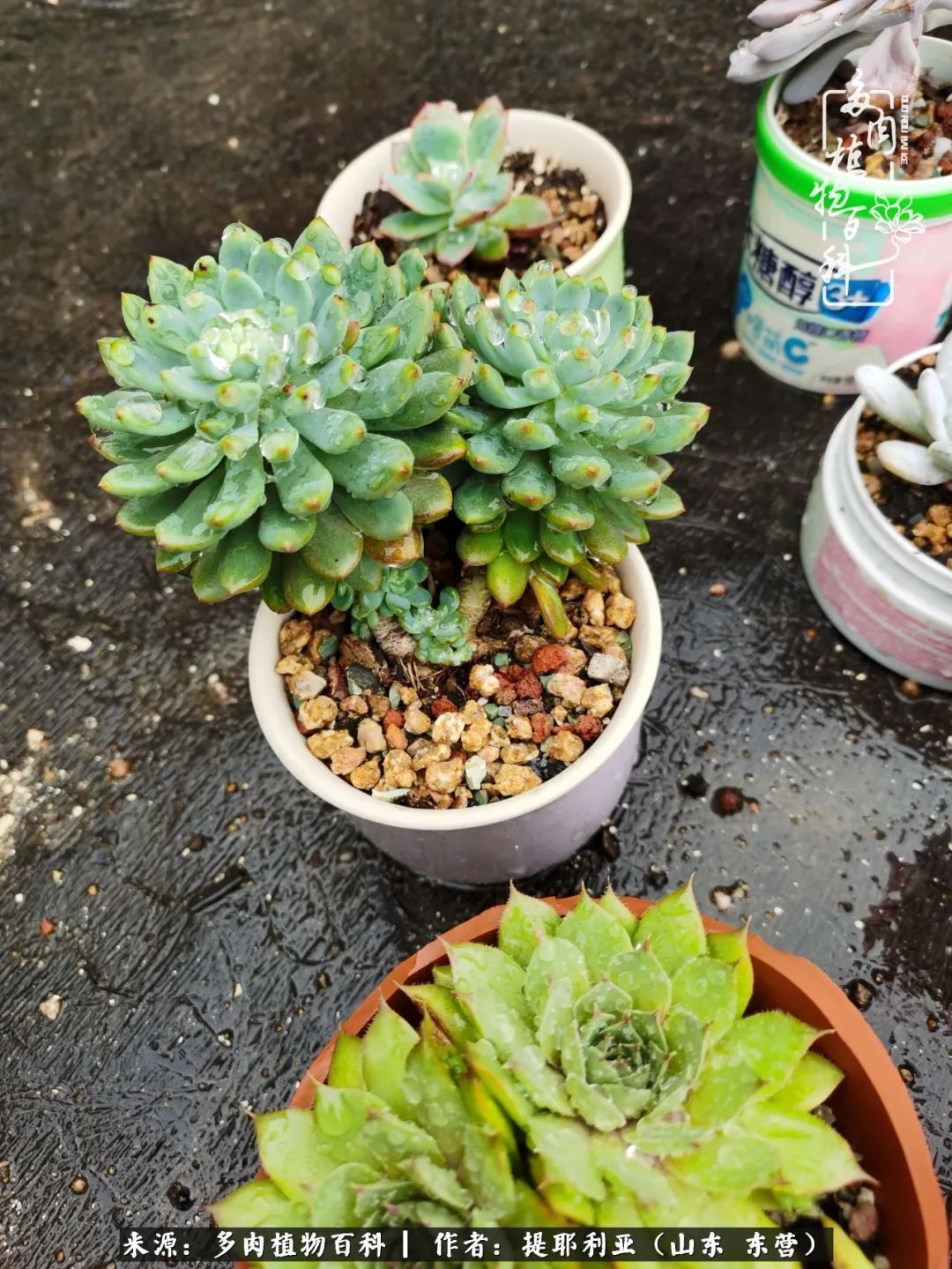 多肉植物|人如多肉，经阳光雨露历练后，亦会越挫越勇！
