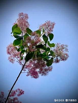 红叶黄栌树开花毛绒绒的，挺好看