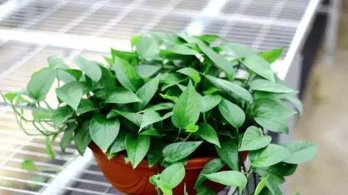 大妈养绿箩有奇招,3个技巧倾囊教授,学会了,室内绿箩爬满墙壁