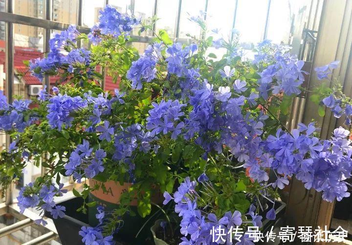 蓝花|养花就养此4种,扦插就能活,周年开花,室内也能养