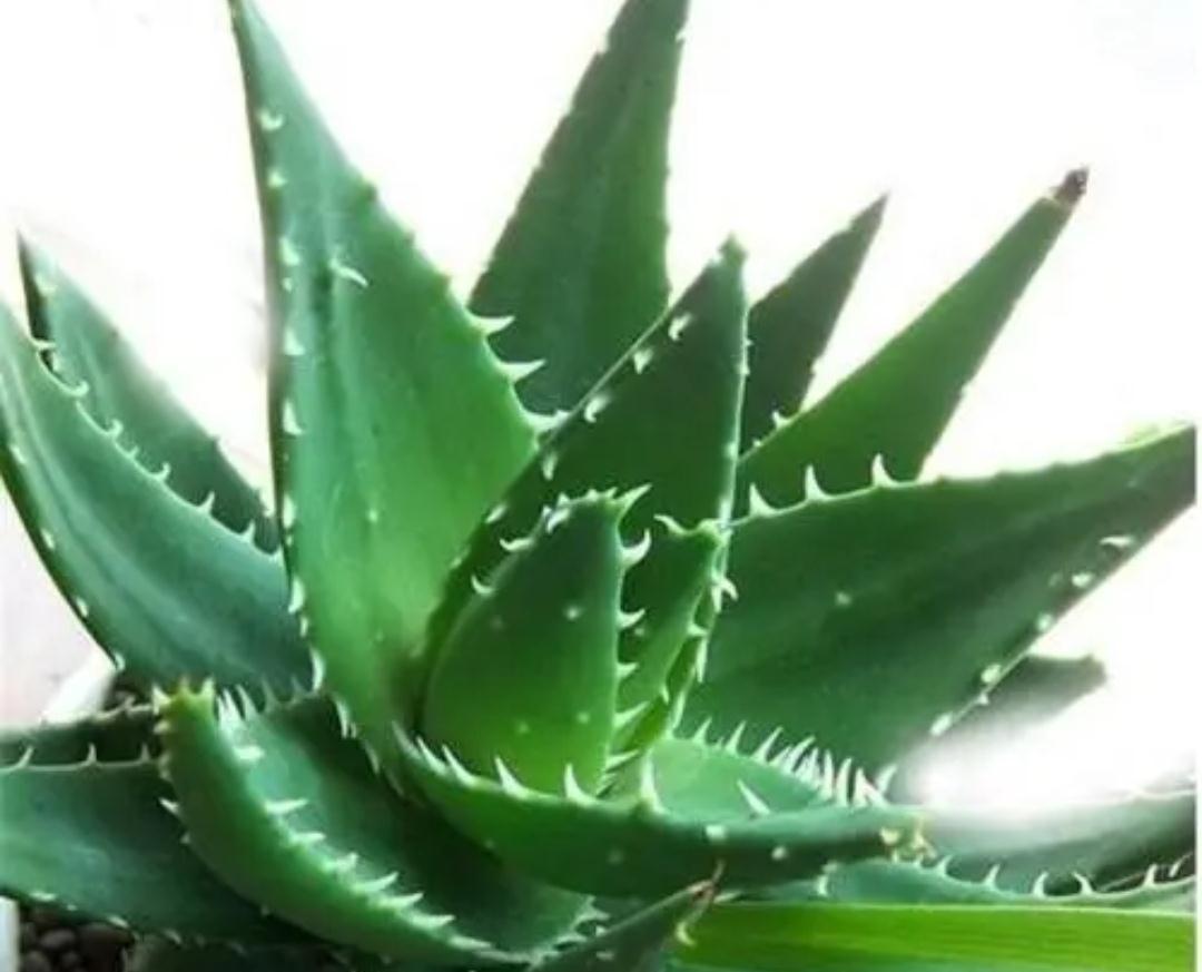 5种植物夜间释放氧气,净化空气环境,卧室也能养