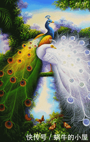 句句|孔雀美图,赏心悦目,字字在理,句句入心