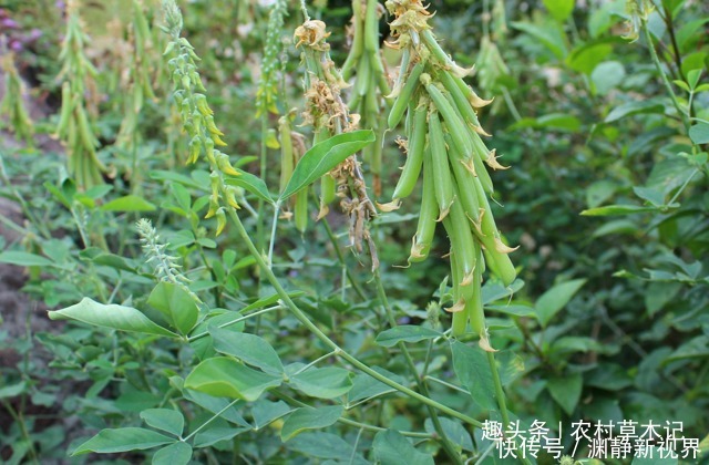 伙伴们|人称“野花生”,家乡遇见,别不当回事,目前果实26元一斤