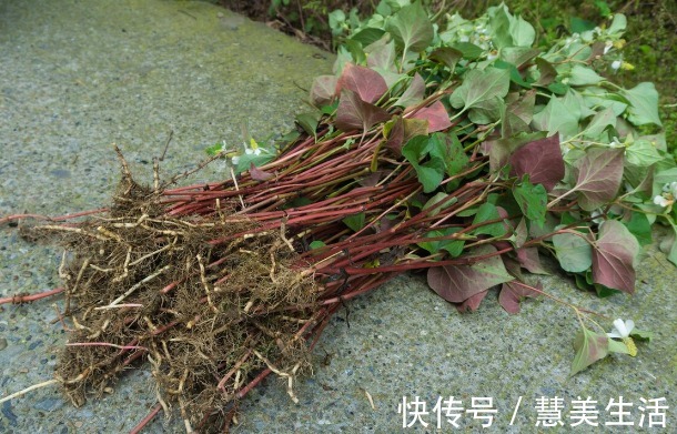 小根|65种野菜图片,带你认识不同的野菜和吃法,你想要的野菜这里都有