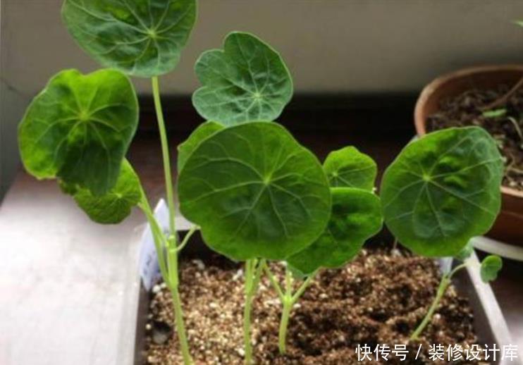 它是冬天里的“主角”，只需一粒种子，几个月就能花开上百朵！