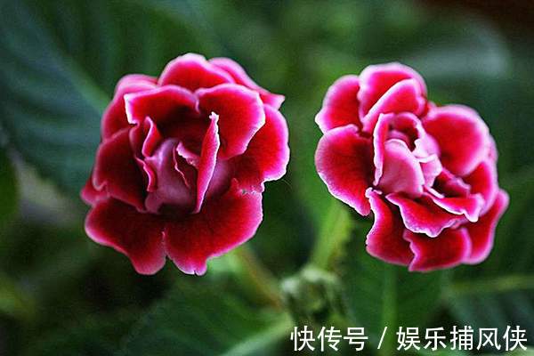 这些花不用太多光，放在家里的阴处养，开花大朵真漂亮