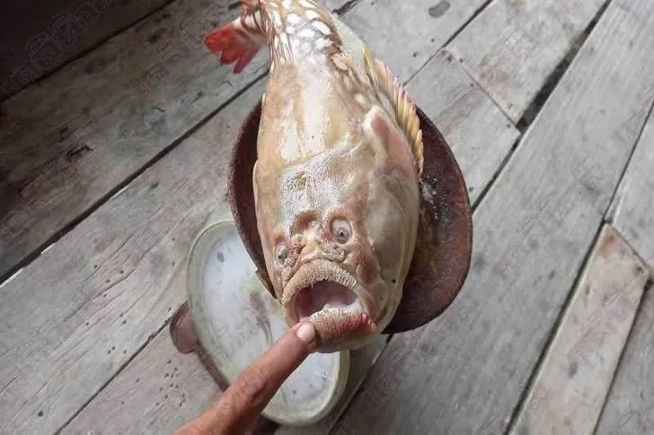 人面|泰国渔民意外捕获“人面鱼”，实在是太丑，不敢吃