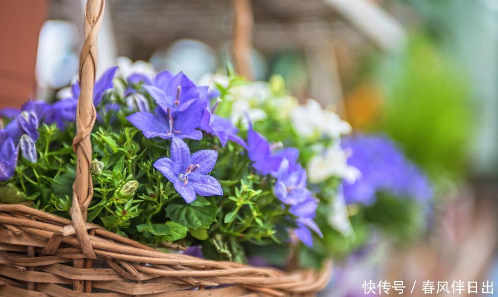 买年宵花时,遇到这5种,再便宜也不买,别不听劝