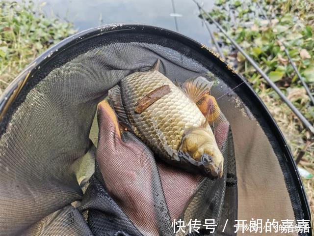小野塘|小野塘鲫鱼连杆,4个小时钓了半桶,这个套路真的屡试不爽
