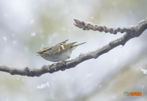  下雪天观鸟可比吃火锅开心！